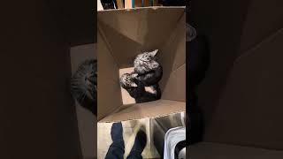 Two coon kittens found jumping out of recycling bin crazycoons funnyanimals cat kitten [upl. by Lihas]