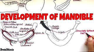 Lecture 3 Anatomical landmarks of the Mandible [upl. by Esidnak]