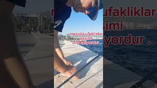 minnaklar peşimi bırakmadı Hepsi denize iade edildi büyün tekrar gelin hemi  fishingaddict [upl. by Fay]