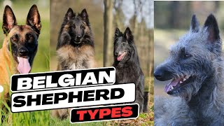 Belgian Shepherd Types [upl. by Socin5]