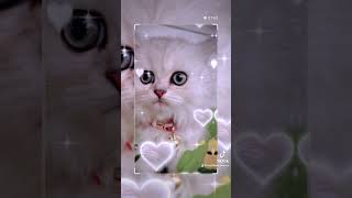 Ragamuffin kitten cat purrfectmoments catbaby kitten purrfect catbreed ragamuffin [upl. by Tsyhtema]