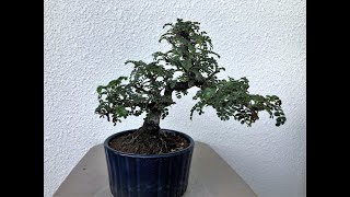 MY BONSAI  OSTEOMELES ANTHYLLIDIFOLIA  私のイソザンショウ盆栽 [upl. by Delbert]