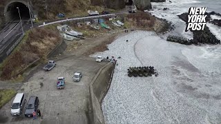 Drone video shows thousands of dead fish washing up on Japanese shore [upl. by Aleirbag]