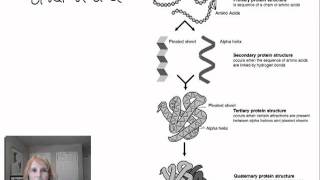 Protein Structure and Function  Part 1 [upl. by Annazor593]