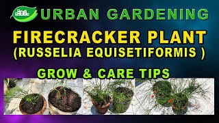 Firecracker PlantRusselia Equisetiformis Grow and Care Tips [upl. by Harday]