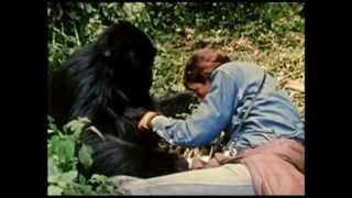 I Gorilla di Montagna il film perduto di Dian Fossey  trailer ita HD [upl. by Leraj]