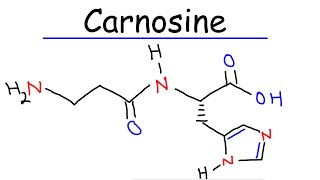 Carnosine  Histidine amp Beta Alanine [upl. by Enidlarej]