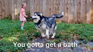 Hilarious Giant Malamute Refuses To Take A Bath And Grins EartoEar [upl. by Sophey]