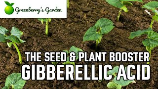 Gibberellic Acid  The Seed and Plant Booster [upl. by Arimihc]