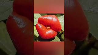 Psychotria elata 💋 [upl. by Georgie533]