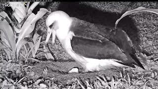 20180130  The chick hatched  332am Kauai Laysan Albatross [upl. by Bea]