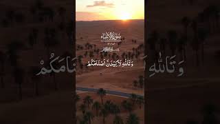 Surah Anbiya verse 57 Quran recitations dailyverse [upl. by Ethben56]