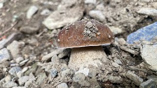 Boletus Edulis del 5 de noviembre de 2023 entre robles y hayas [upl. by Eileme2]