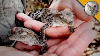 A Nest FULL of Baby Crocodiles [upl. by Adeuga]