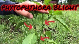 My bell peppers have phytophthora blight [upl. by Sevik]