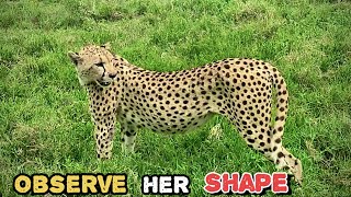 Look at her shape 🐆 cheetahs are build for speed  Roar and Howl [upl. by Nizam]