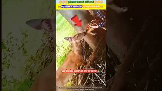 छोटे हिरण ने आदमी को धन्यवाद क्यों किया 🥹🙏 animal animals animallover animalrescue deer dog [upl. by Bannasch]