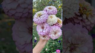 Floret Zinnias flowers flowerarrangement cutflowergarden garden flowerbouquet flowergarden [upl. by Eisen677]