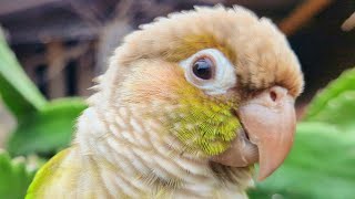 Videos make birds relax  green cheek conure sounds [upl. by Downey220]