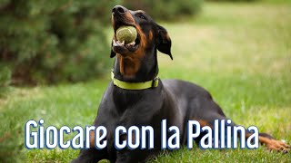 Giocare a palla con il tuo Cane tutto quello che devi sapere  Educatore Cinofilo [upl. by Arodasi563]