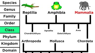 Phylogeny and the Tree of Life [upl. by Althee]