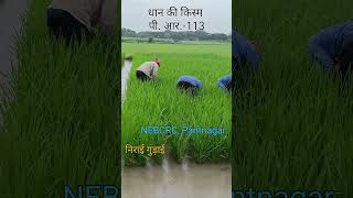 धान की किस्म पी आर113  निराई गुड़ाई  shorts  farming  agriculture [upl. by Nitsej]