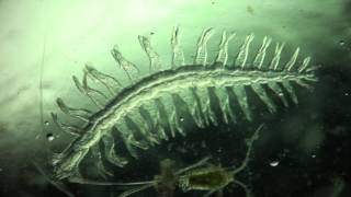 Annelida Tomopteris helgolandica a planktonic polychaete [upl. by Erdried412]