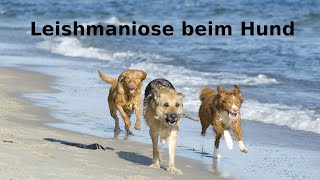 Leishmaniose beim Hund [upl. by Sanbo746]