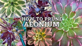 How To Prune amp Trim Aeonium Succulents [upl. by Mcmath216]