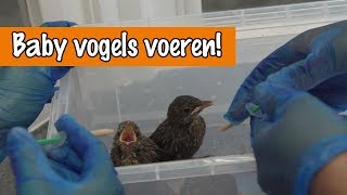 Baby vogels voeren  DierenpraatTV [upl. by Evoy148]