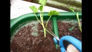 How to take a cutting from scented geranium  Pelargonium plants [upl. by Anuahsal386]