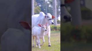 So sweet 🐄🐄🐄🐄 cow and capha song [upl. by Assyle256]