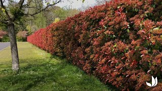 Le photinia  plantation et entretien  Truffaut [upl. by Nolahc]