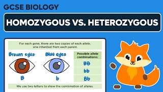 Homozygous vs Heterozygous  GCSE Biology [upl. by Zelten884]