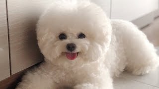 Cute Bichon Frise Puppies Videos Compilation – Cute And Funny Bichon Frise Moments 3 [upl. by Bettzel774]