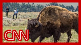 Bison gores woman in Wyoming [upl. by Lainey]