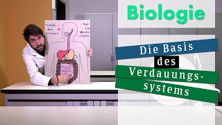 Biologie Basis des Verdauungssystems [upl. by Billye447]