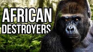 3 African Animals That Would Dominate South American Ecosystems [upl. by Anelrahs]