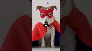 invideo ai 1080 10 Amazing Facts About Dogs You Didnt K 2024 10 07 [upl. by Bonacci]