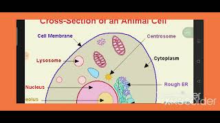 Lec 1 cell membrane  plasmalemma Histology dr Mohamed Saaid [upl. by Hola]