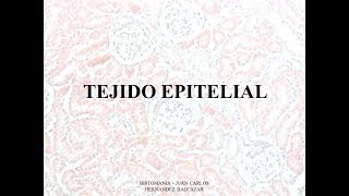 Tejido epitelial funciones  localizaciones [upl. by Krawczyk]