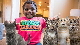 GOO GOO GAGA MAGICALLY APPEAR 10 PET CATS LEARN TO SPELL CAT GOO GOO COLORS [upl. by Rehm154]