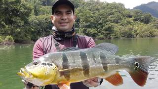 Pesca de Pavón o tucunare en embalse amani Norcasia Caldas [upl. by Scheers326]