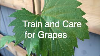 Train and Care for Grapes Cold Hardy Frontenac and Concord Easy and Organic Alberta Urban Garden [upl. by Oniluap]