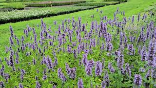 Agastache cv Black Adder Giant Hyssop [upl. by Htomit]