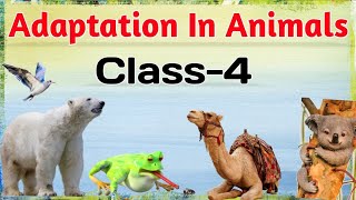 Adaptation In Animals How animals survive  Class 4  Science [upl. by December]