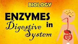 BIOLOGY Enzymes Involved in Digestive System [upl. by Devi551]