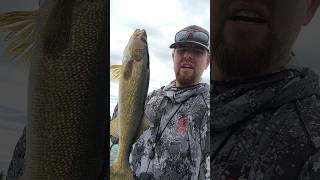 Jerkbait walleyes in the Brainerd Lakes Area Minnesota walleye release brainerd fun fishing [upl. by Prager]