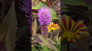 Purple Explosion Liatris spicata garden tropicalgarden gardening flowers [upl. by Anirbaz]