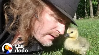 Guy Teaches His Rescued Gosling How To Fly  The Dodo Soulmates [upl. by Rogerio]